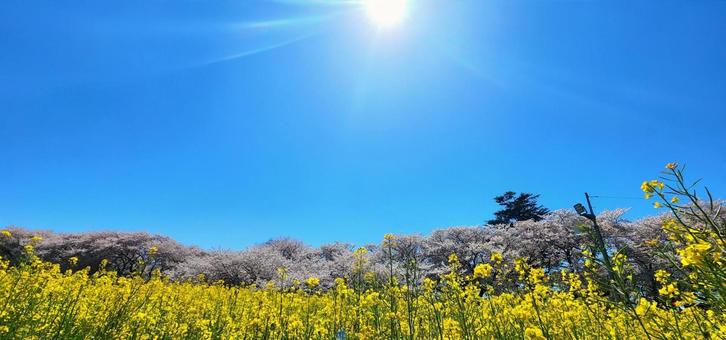 照りひでる太陽